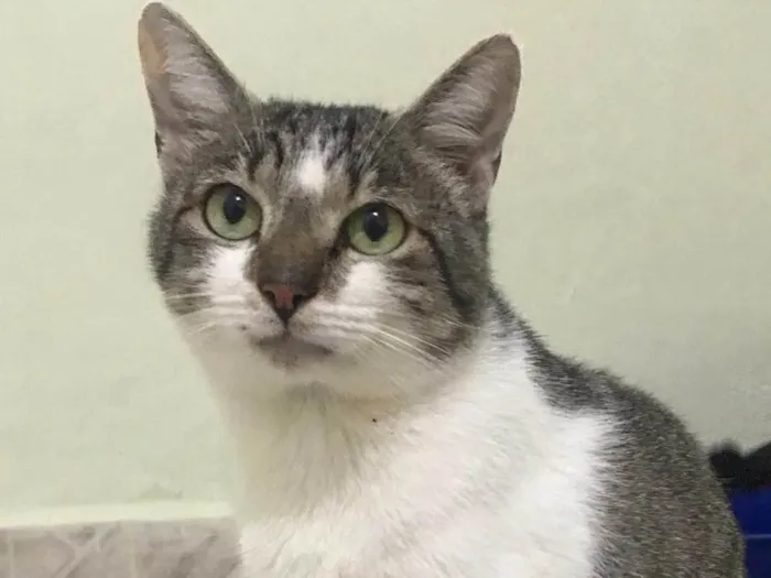 Gato ra a SRD idade 2 anos nome Donatello 