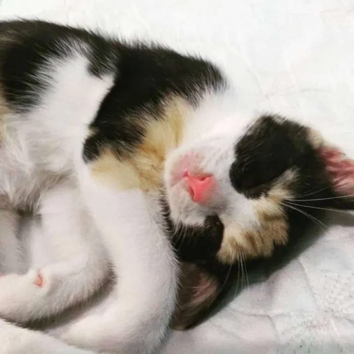 Gato ra a Sem raça  idade 2 a 6 meses nome Sem nome 
