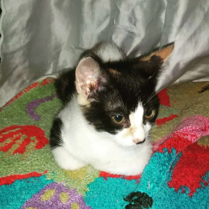 Gato ra a Sem raça  idade 2 a 6 meses nome Sem nome 