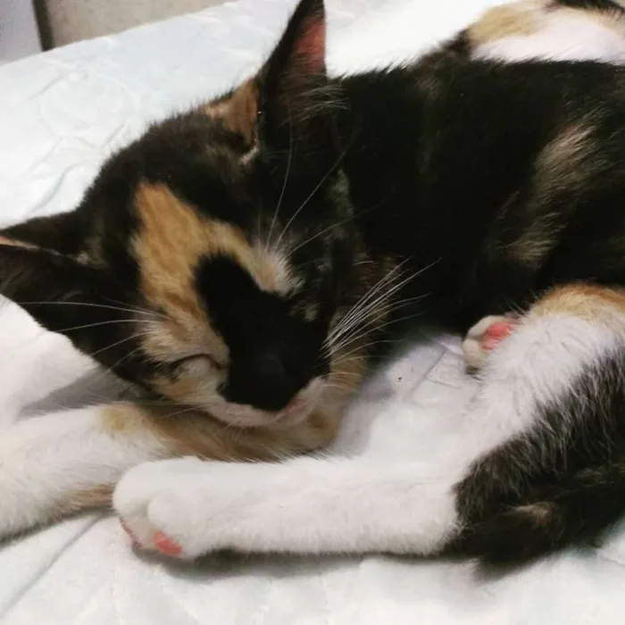 Gato ra a Sem raça  idade 2 a 6 meses nome Sem nome 
