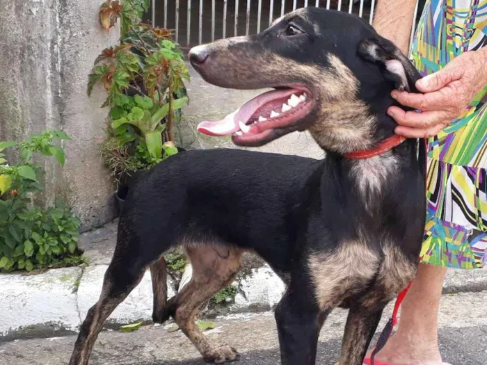 Cachorro ra a Srd idade 1 ano nome Marley 