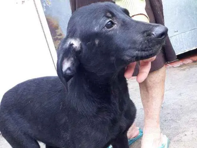 Cachorro raça Srd idade 1 ano nome Brisa 
