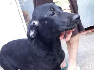 Cachorro raça Srd idade 1 ano nome Brisa 