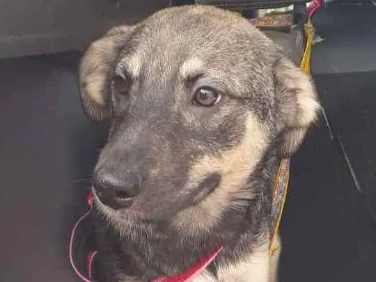 Cachorro ra a Srd idade 7 a 11 meses nome Rick