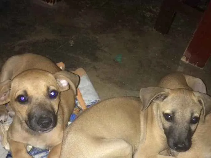 Cachorro ra a  idade 2 a 6 meses nome Não tem nome