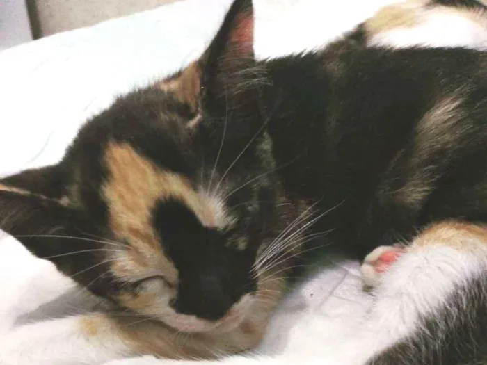 Gato ra a Sem raça  idade 2 a 6 meses nome Sem nome 