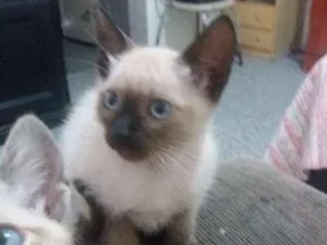 Gato raça Vira lata  idade 2 a 6 meses nome Maura  tigra branco 