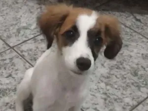 Cachorro raça Vira Lata idade 2 a 6 meses nome Branquinha e Florzin