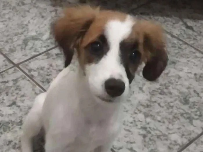 Cachorro ra a Vira Lata idade 2 a 6 meses nome Branquinha e Florzin