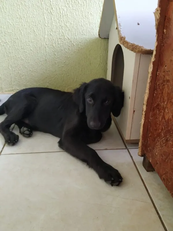 Cachorro ra a SRD idade 2 a 6 meses nome Safira