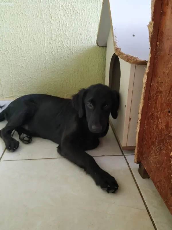 Cachorro ra a SRD idade 2 a 6 meses nome Safira
