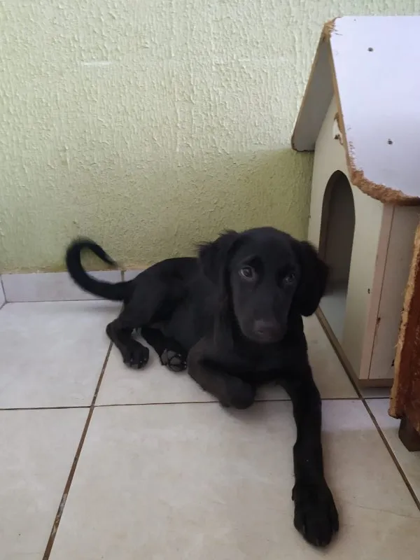 Cachorro ra a SRD idade 2 a 6 meses nome Safira