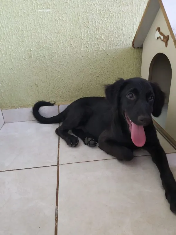 Cachorro ra a SRD idade 2 a 6 meses nome Safira