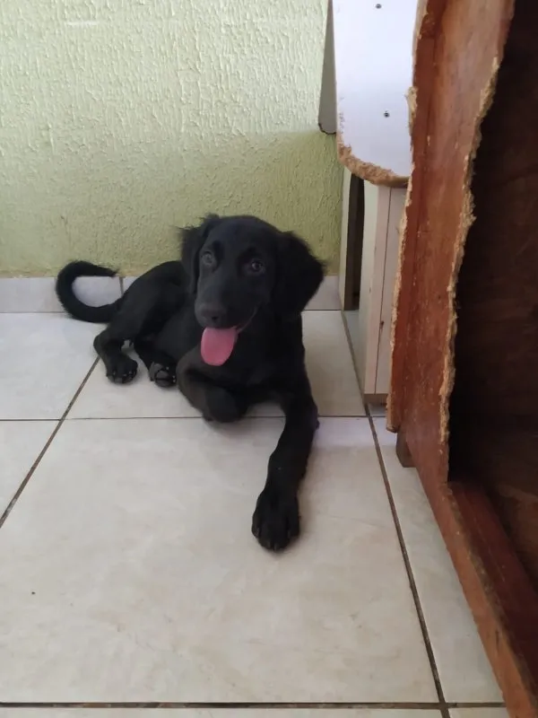Cachorro ra a SRD idade 2 a 6 meses nome Safira