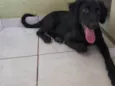 Safira