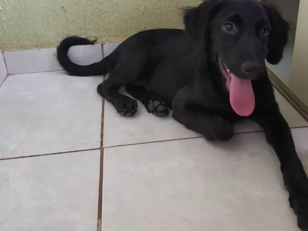 Cachorro ra a SRD idade 2 a 6 meses nome Safira