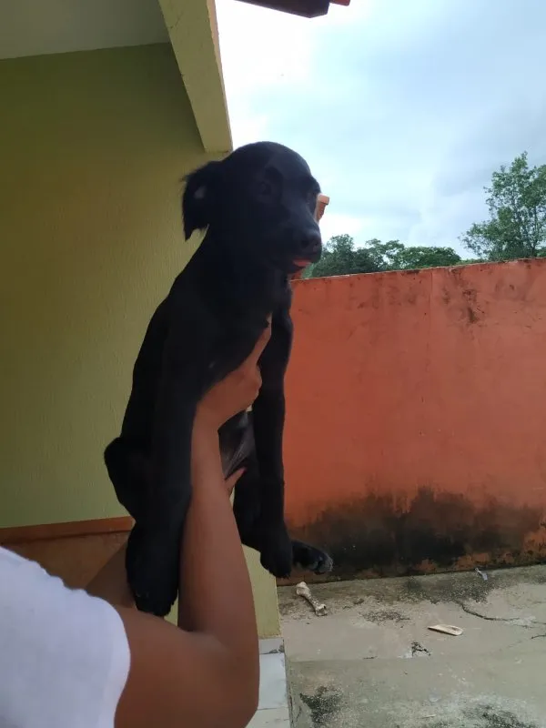 Cachorro ra a SRD idade 2 a 6 meses nome Cristal