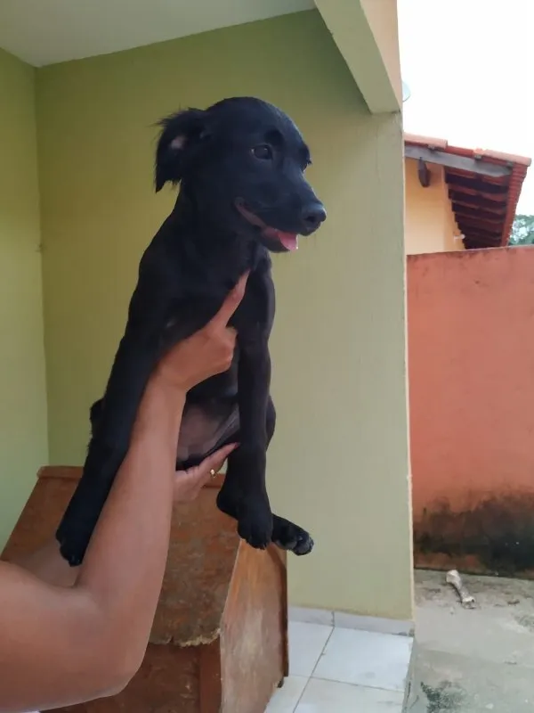 Cachorro ra a SRD idade 2 a 6 meses nome Cristal