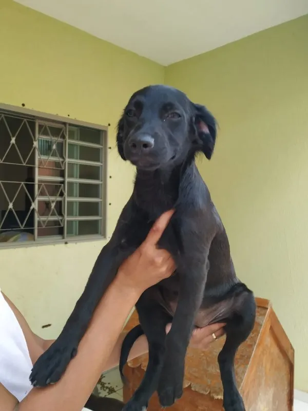Cachorro ra a SRD idade 2 a 6 meses nome Cristal