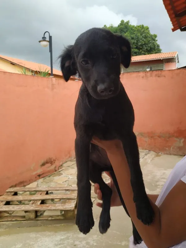 Cachorro ra a SRD idade 2 a 6 meses nome Cristal