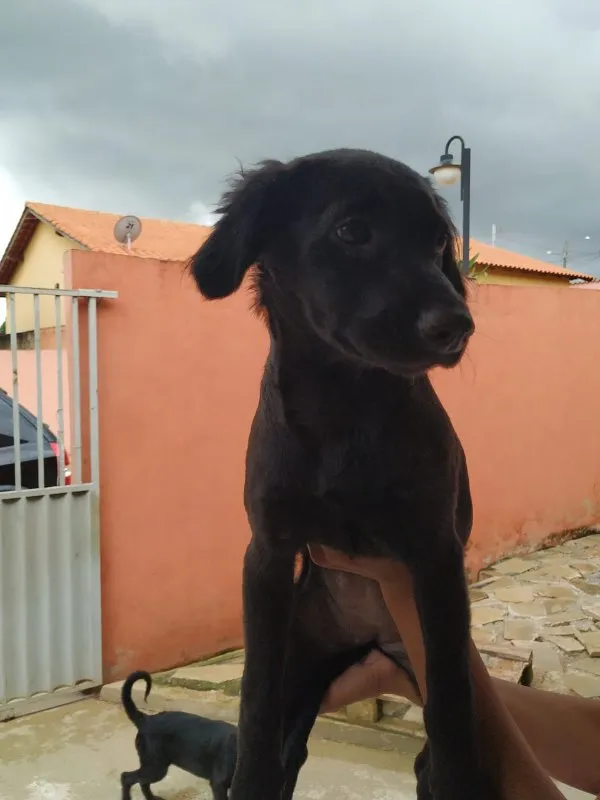 Cachorro ra a SRD idade 2 a 6 meses nome Cristal