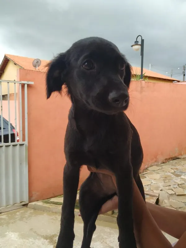 Cachorro ra a SRD idade 2 a 6 meses nome Cristal