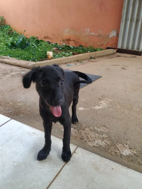 Cachorro ra a SRD idade 2 a 6 meses nome Cristal