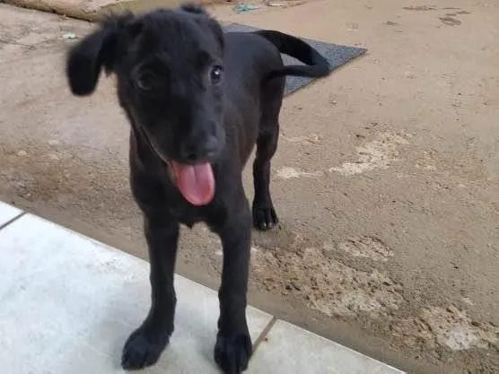 Cachorro ra a SRD idade 2 a 6 meses nome Cristal