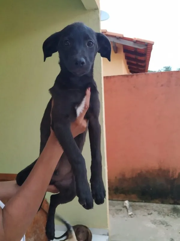 Cachorro ra a SRD idade 2 a 6 meses nome Hórus