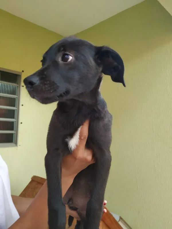 Cachorro ra a SRD idade 2 a 6 meses nome Hórus