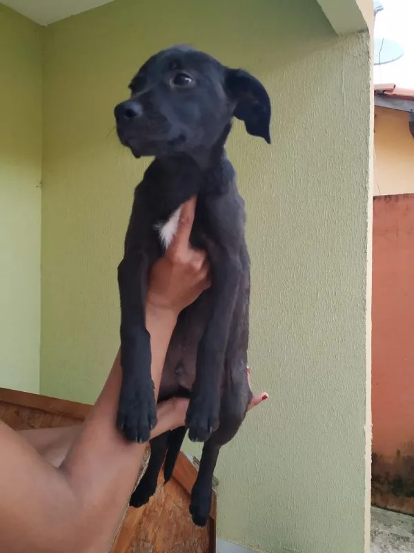 Cachorro ra a SRD idade 2 a 6 meses nome Hórus