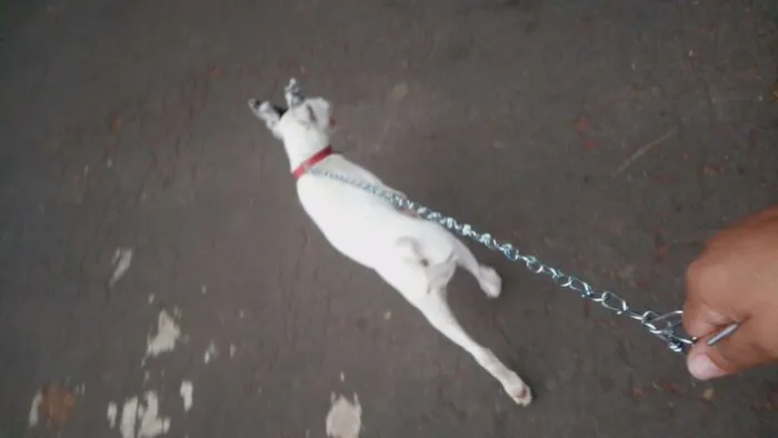 Cachorro raça Não definada idade 1 ano nome Nina