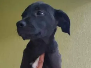 Cachorro raça SRD idade 2 a 6 meses nome Hórus