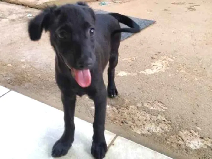 Cachorro ra a SRD idade 2 a 6 meses nome Cristal