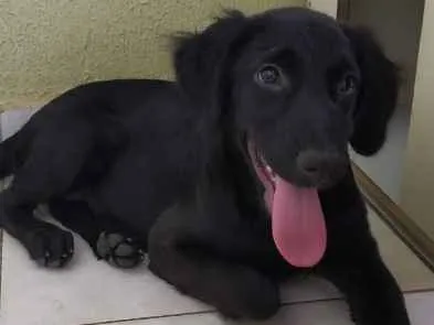 Cachorro ra a SRD idade 2 a 6 meses nome Safira