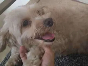 Cachorro raça SRD idade 2 anos nome Sem nome