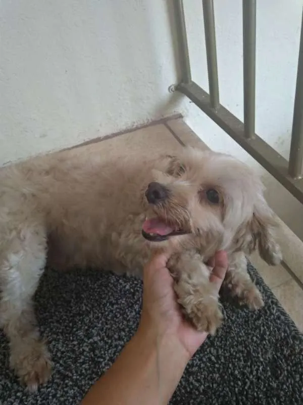 Cachorro raça SRD idade 2 anos nome Sem nome