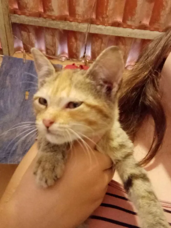 Gato ra a  idade 2 a 6 meses nome Frida