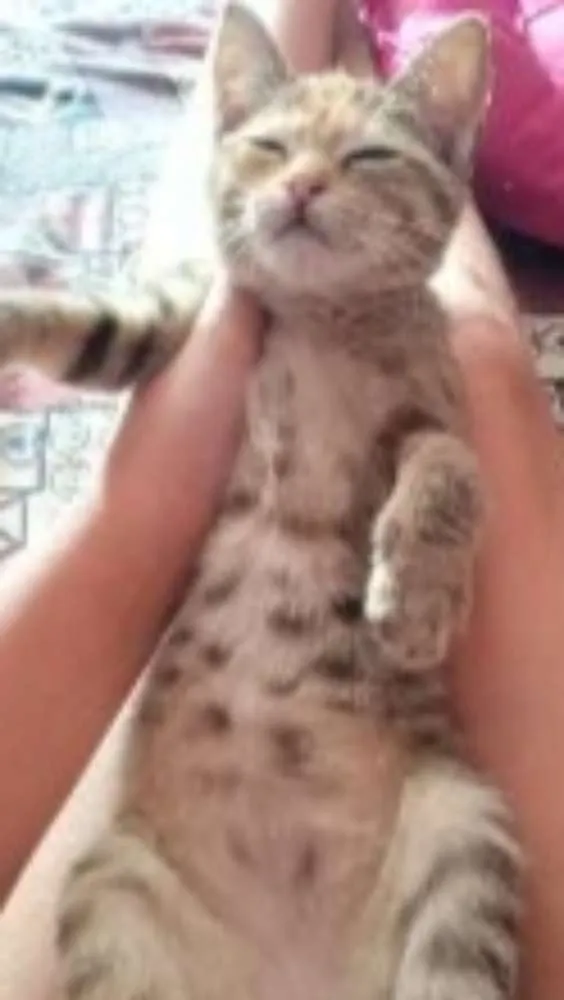 Gato ra a  idade 2 a 6 meses nome Frida