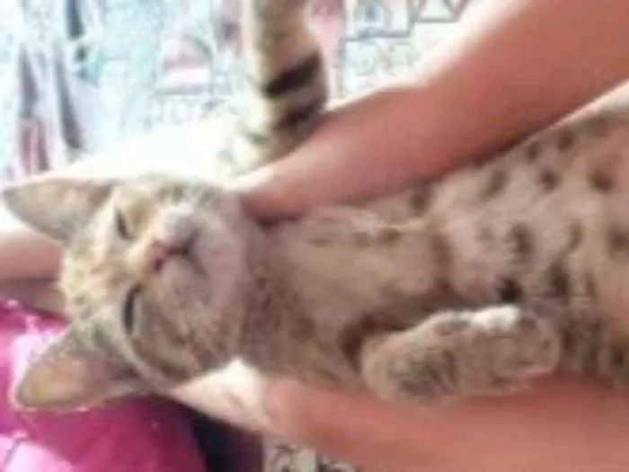 Gato ra a  idade 2 a 6 meses nome Frida