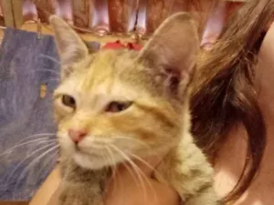 Gato raça  idade 2 a 6 meses nome Frida