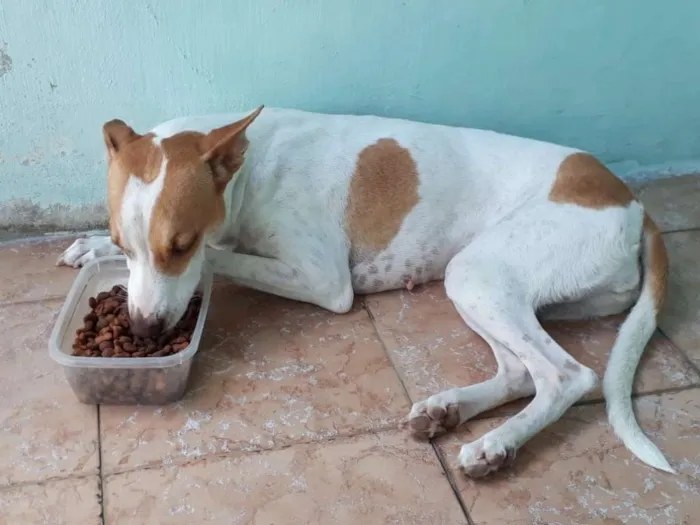 Cachorro ra a Mistura  idade 3 anos nome Ravena