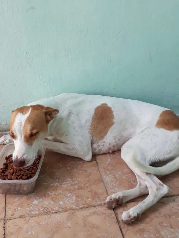 Cachorro ra a Mistura  idade 3 anos nome Ravena