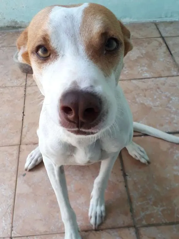 Cachorro ra a Mistura  idade 3 anos nome Ravena