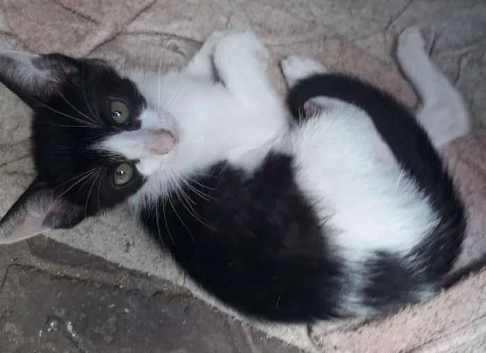 Gato ra a Sem raça  idade 2 a 6 meses nome Sem nome