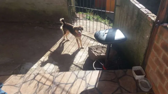 Cachorro ra a Vira-lata idade 2 a 6 meses nome Maggie