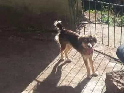 Cachorro ra a Vira-lata idade 2 a 6 meses nome Maggie