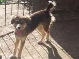 Cachorro ra a Vira-lata idade 2 a 6 meses nome Maggie