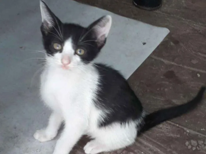 Gato ra a Sem raça  idade 2 a 6 meses nome Sem nome