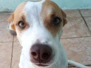 Cachorro raça Mistura  idade 3 anos nome Ravena